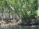Mangrove Forest1